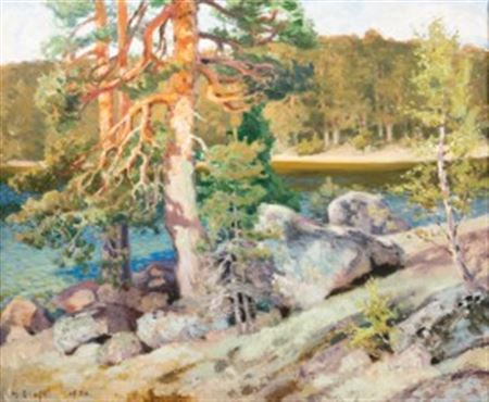 Pine trees by the shore