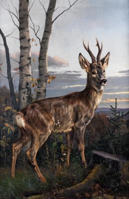Young Roe Deer in Landscape