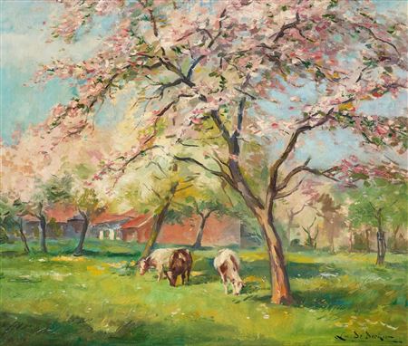 Cows grazing in the orchard in bloom