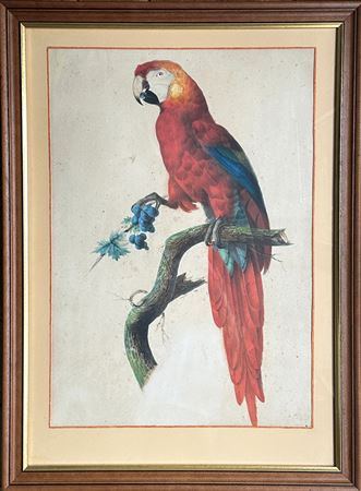 Sample artwork by Auguste Pelletier (fl.1800 - 1847), known for bird imitation, still lifes of fruit and flowers, illustrations for ornithological works - View similar artists and auction records