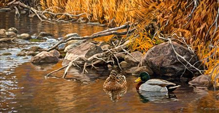 Cripple Creek Mallards, Duck Pair In Pond