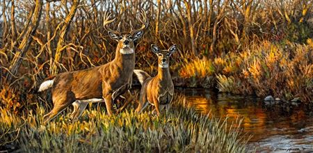 Deer, Buck And Doe In An Autumn Forest