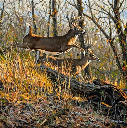 Deer Running, Two Whitetail Bucks In An Autumn Forest