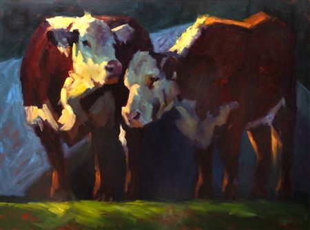 Hereford Cows