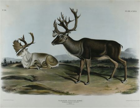 Caribou or American Rein-Deer (Plate CXXVI)