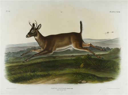 Long-Tailed Deer (Plate CXVIII)