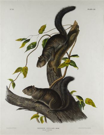 Collies Squirrel (Plate CIV)