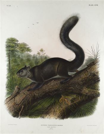 Dusky Squirrel (Plate CXVII)