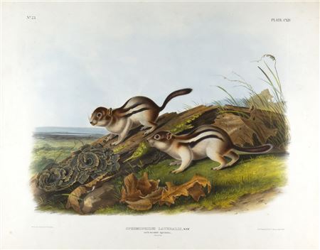 Say's Marmot Squirrel (Plate CXIV)