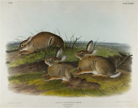 Worm Wood Hare (Plate LXXXVIII)