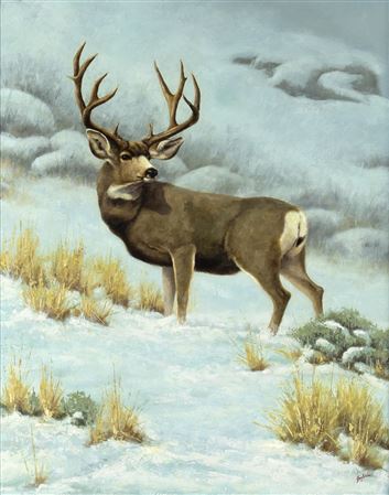 Mule Deer Buck