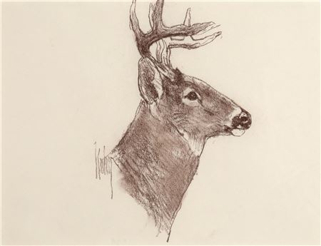 WHITETAIL DEER