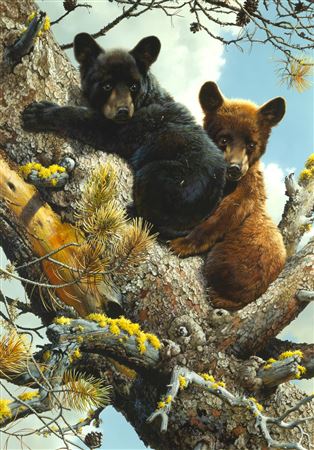 High Adventure - Black Bear Cubs, 1987