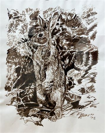 "COTTONTAIL RABBIT"