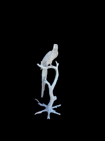 Parrot