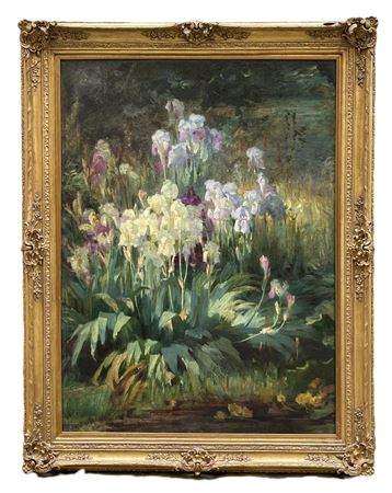 Massive iris