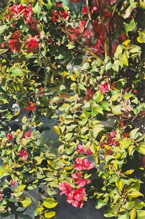 Bougainvillea