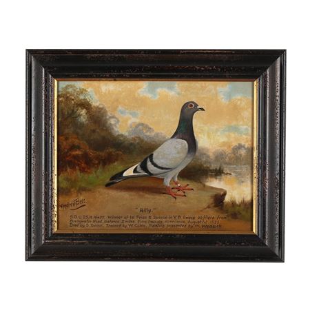 Racing Pigeon Portrait, Billy