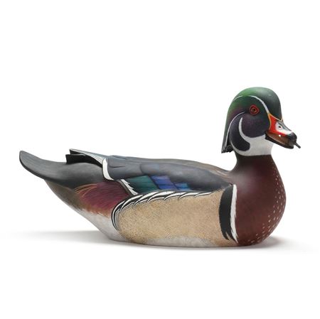 Wood Duck