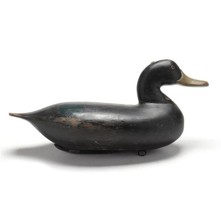 Black Duck