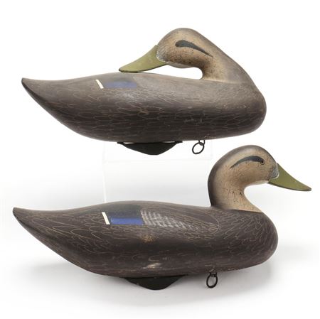 Pair of Black Ducks