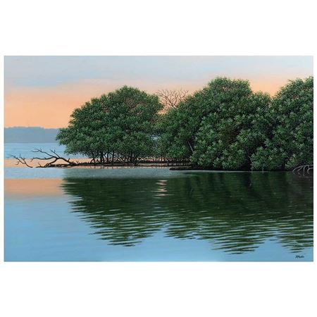 Manglar en el atardecer
