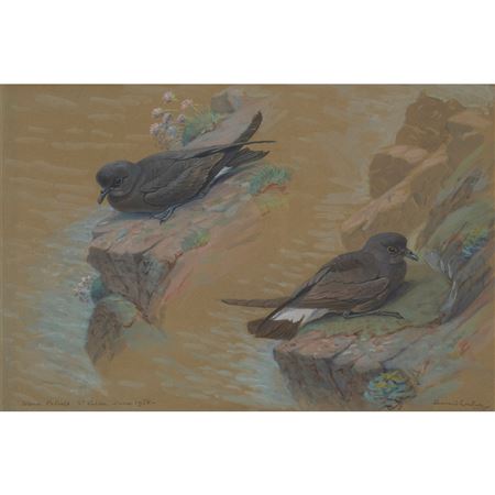 STORM PETRELS, ST. KILDA