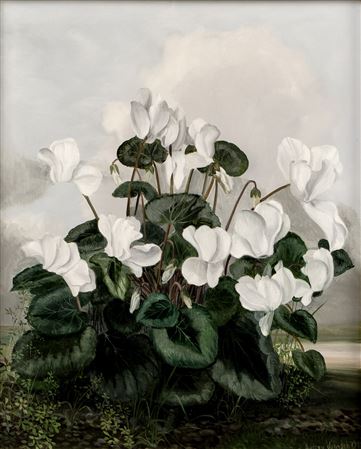 Cyclamen