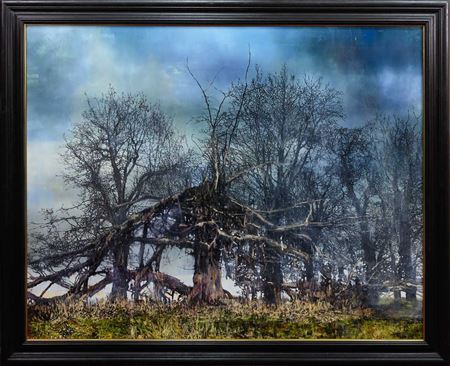DYING TREE, CHILSTON MANOR