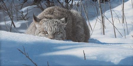 Stalking Lynx