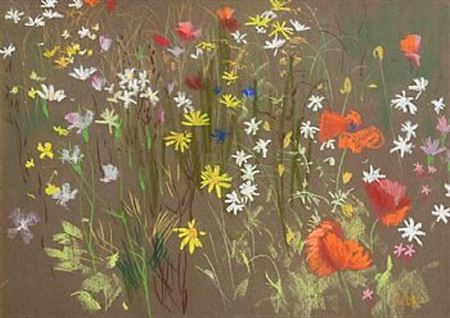 Wild Flower Meadow