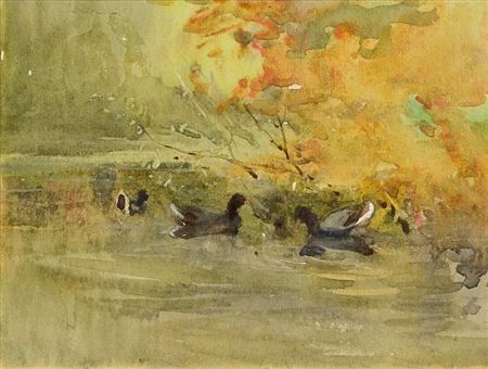 Moorhens