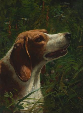 Beagle, 1886