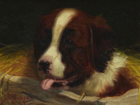 Bernese Mountain Dog, 1896