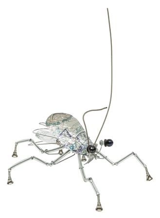 "Busch Roach"