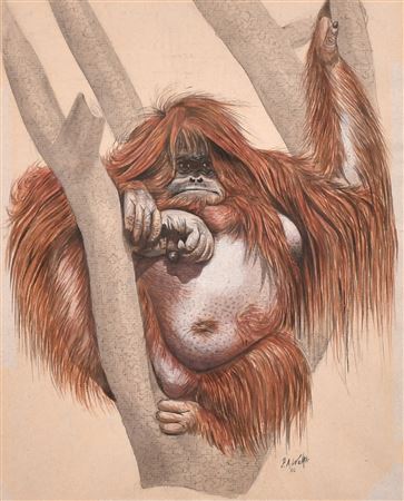 A study of an orangutan in a tree by Peter Walker - Auction record, sale price, and art valuation. Compare with similar artists and explore comparable artworks.