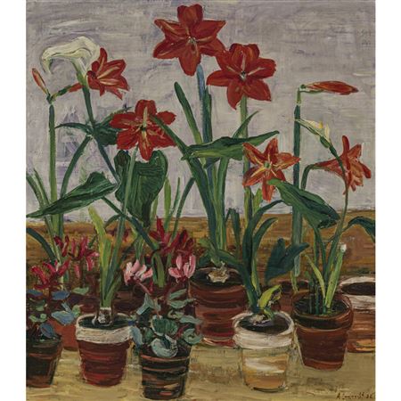 Amaryllis