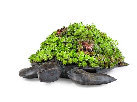 Topiary Turtle II by Guy De Rougemont - Auction record, sale price, and art valuation. Compare with similar artists and explore comparable artworks.