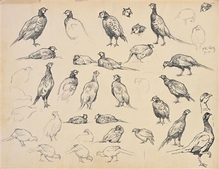 Study of pheasants