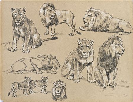 Study of lions and lionesses