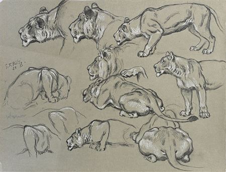 Study of lions and lionesses