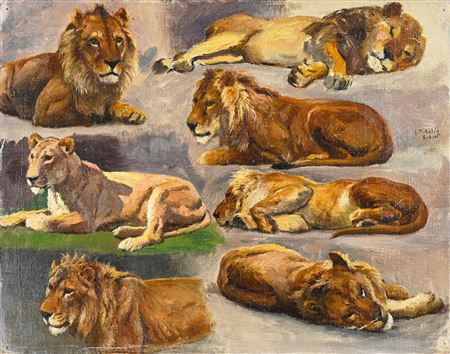 Study of lions and lionesses