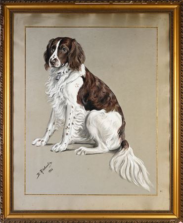 English Springler, seated