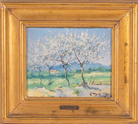 Almond trees in bloom