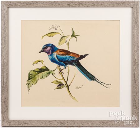 Bird