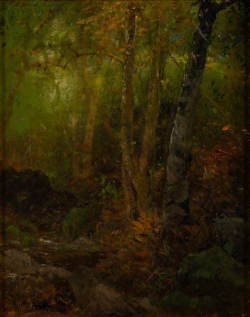 Shadowy forest landscape