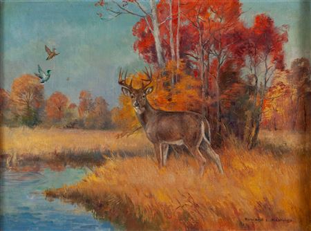 White Tail Deer