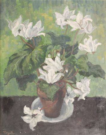 Cyclamen