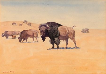 Bison