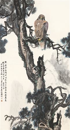 Goshawk on Ancient Pine